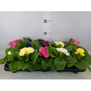 Primula ac. 'Queen'   ...mix