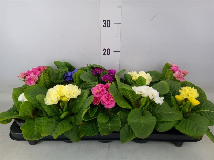 <h4>Primula ac. 'Queen'   ...mix</h4>