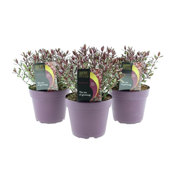 <h4>Hebe Caledonia</h4>
