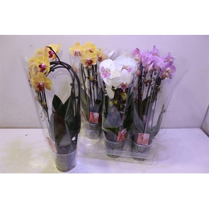 arr8 Phal El Cascade Gem