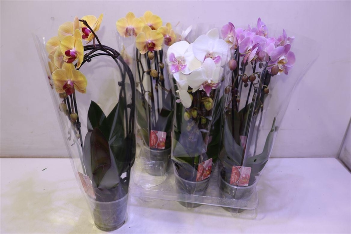 <h4>Phal El Cascade Gem</h4>