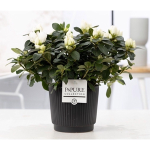 1st class Azalea white in P&PURE Liv ceramics matt black