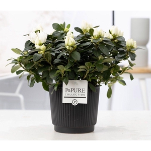 1st class Azalea white in P&PURE Liv ceramics matt black