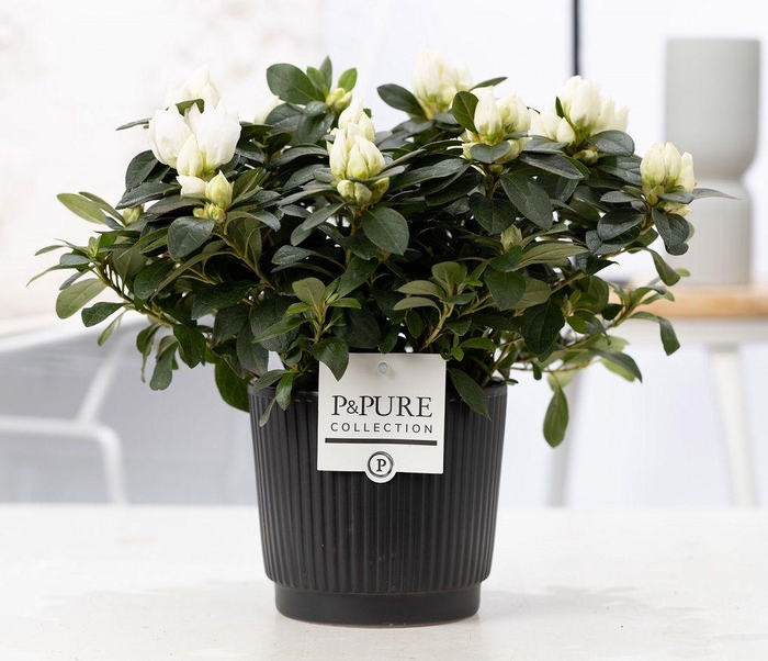 <h4>1st class Azalea white in P&PURE Liv ceramics matt black</h4>