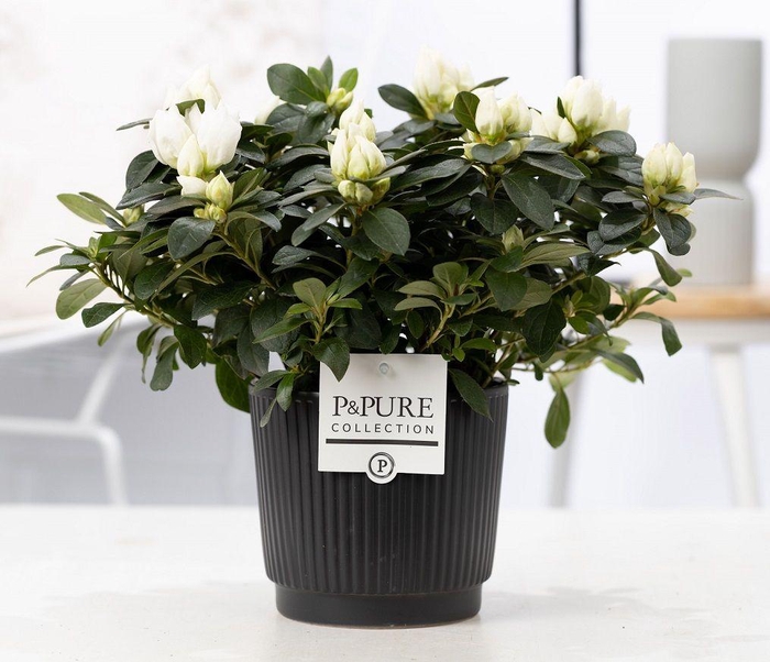 <h4>1st class Azalea white in P&PURE Liv ceramics matt black</h4>