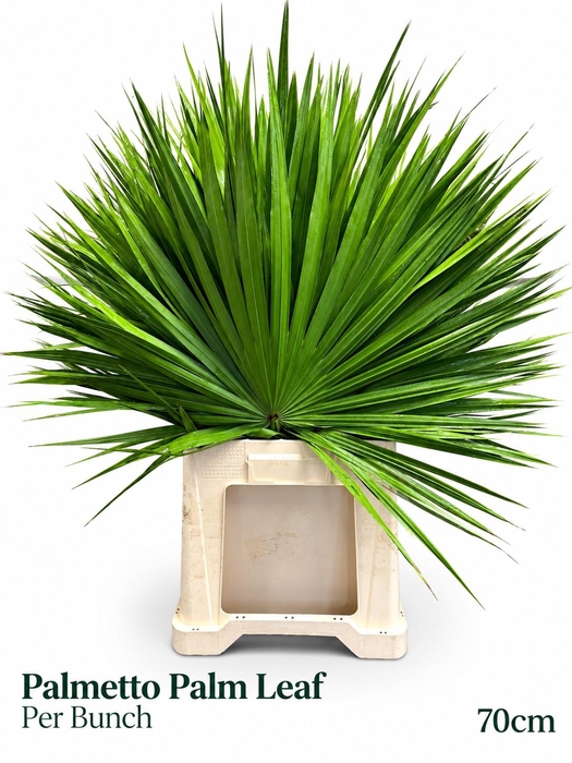 <h4>SABAL PALMETTO</h4>