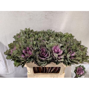 BRASSICA OLERACEA OV