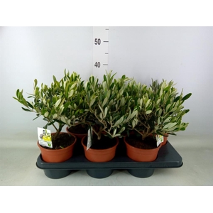 Olea europaea