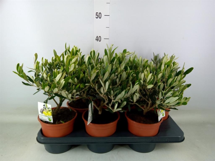 <h4>Olea europaea</h4>