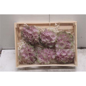 Wax Hydrangea Light Rosa
