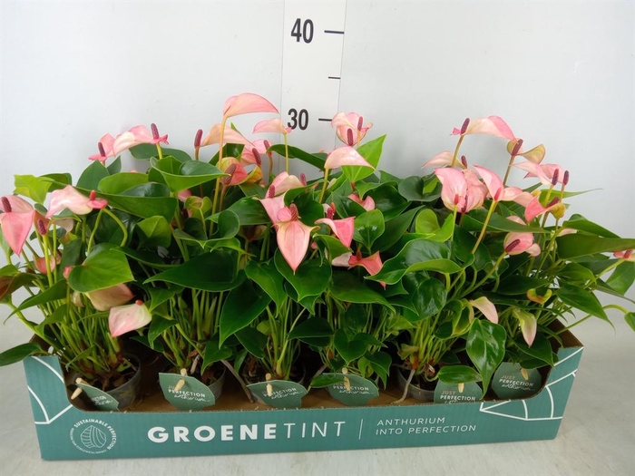 <h4>Anthurium 'Matata'</h4>