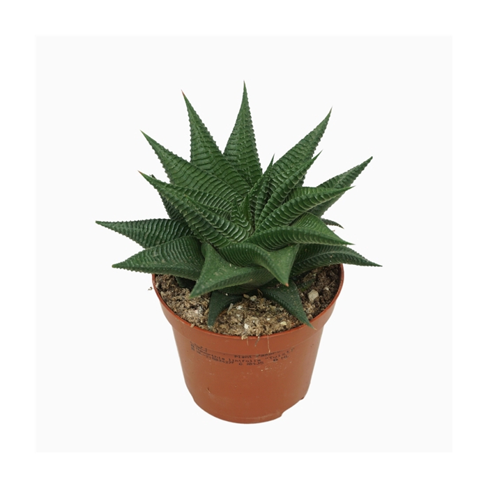 <h4>Haworthia twister 8,5 cm</h4>