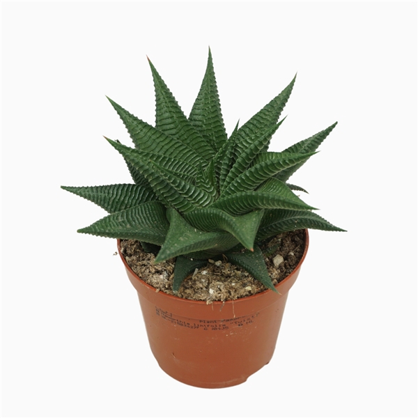 <h4>Haworthia twister 8,5 cm</h4>