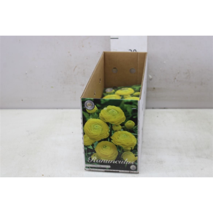 <h4>Bol Ranunuculus Asiaticus Yellow 10 Zakjes X10</h4>