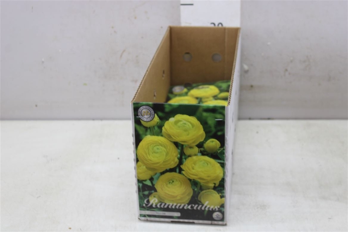 Bol Ranunuculus Asiaticus Yellow 10 Zakjes X10