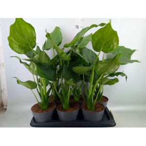 Alocasia cucullata