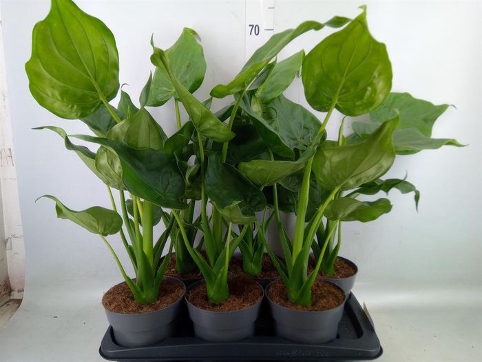 <h4>Alocasia cucullata</h4>