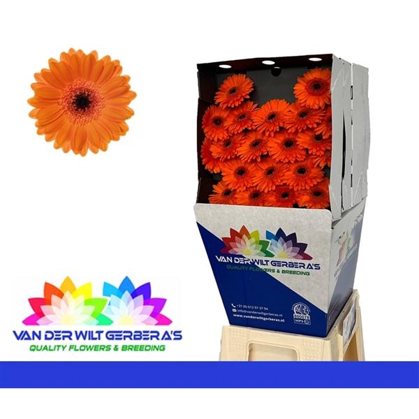 <h4>GE MI Bison</h4>