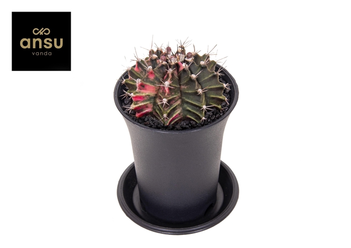 <h4>Gymno Cactus 'Variegated'</h4>