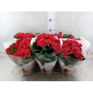 Begonia elat. DU 'Baladin'