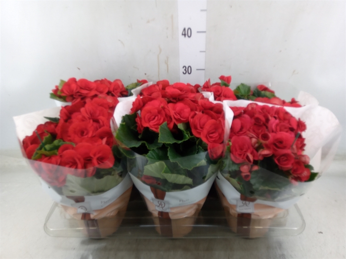 <h4>Begonia elat. DU 'Baladin'</h4>