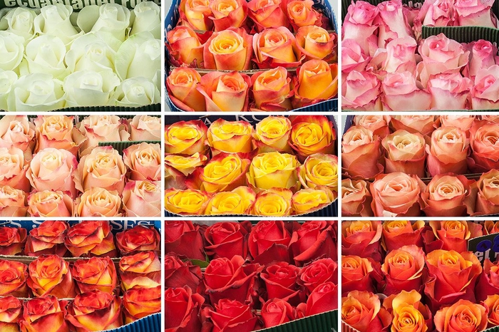 <h4>Rosa Gr Mix Special No Red No White</h4>