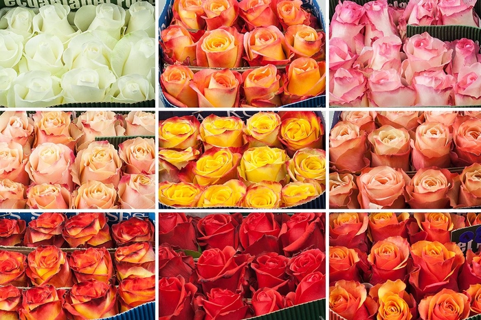 <h4>Rosa Gr Mix 40cm**promo**</h4>