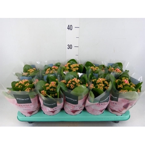 Kalanchoe blos. 'Serenity Pinkwhit'