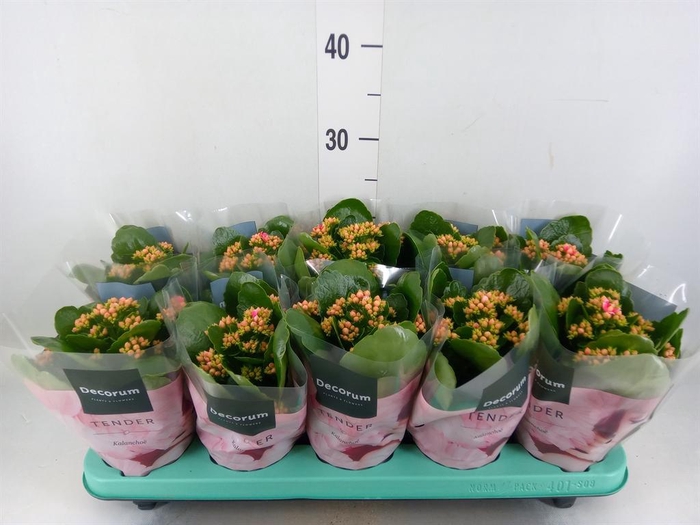 <h4>Kalanchoe blos. 'Serenity Pinkwhit'</h4>