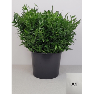 RUSCUS KORT PB