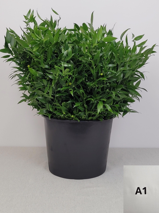<h4>RUSCUS KORT PB</h4>