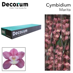 Cymbidium Marita Doos