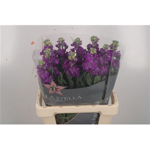 Matthiola Iron Purple