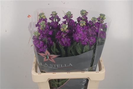 <h4>Matthiola Iron Purple</h4>