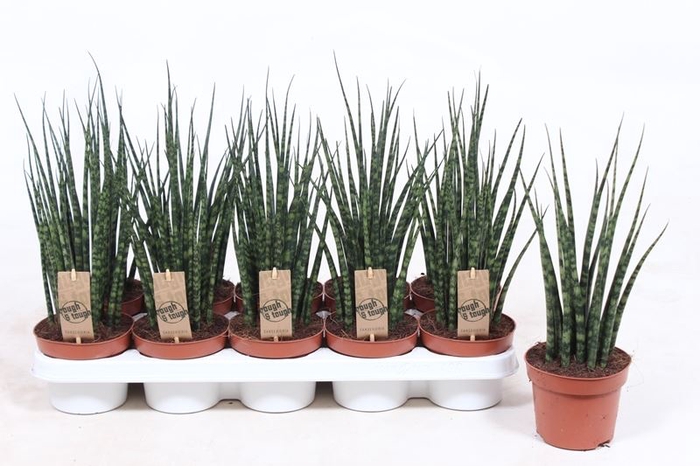 <h4>Sansevieria  'Fernwood'</h4>