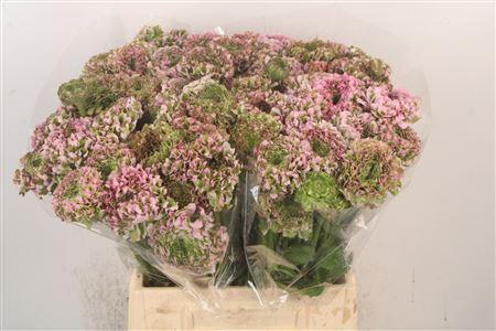 Ran Pon-pon Casper Ex