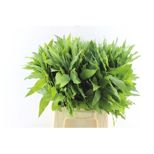 Euca Robusta Hybrid Per Stem