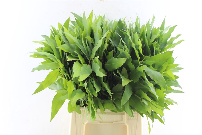 <h4>Euca Robusta Hybrid Per Stem</h4>