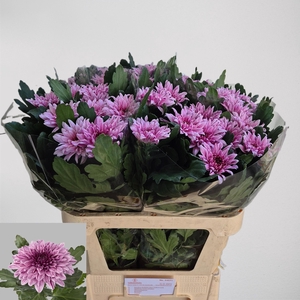 Chr G Bigoudi Pink