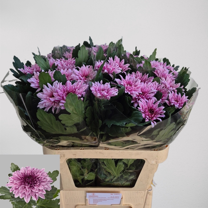 <h4>Chr G Bigoudi Pink</h4>