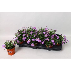 Brach Bras Violet