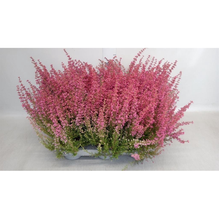 <h4>Erica gracilis 'Bea Queen Margaret'</h4>