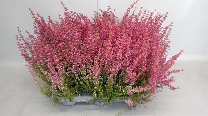 <h4>ERICA 'BEA QUEEN MARGARET'</h4>