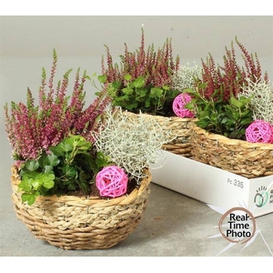 ARR TUINPLANTEN
