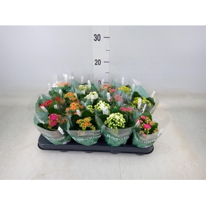 Kalanchoe blos. 'Rosalina'  ..mix 6