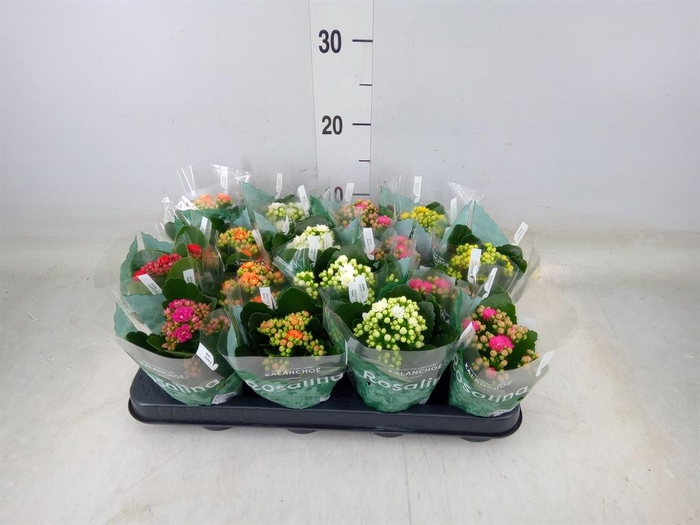 <h4>Kalanchoe blos. 'Rosalina'  ..mix 6</h4>