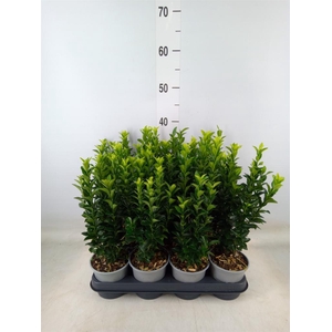 Euonymus japon. 'Green Spire'