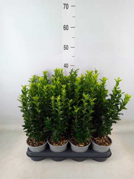 <h4>Euonymus japon. 'Green Spire'</h4>