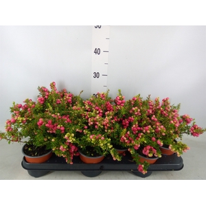 Gaultheria   ...red berry