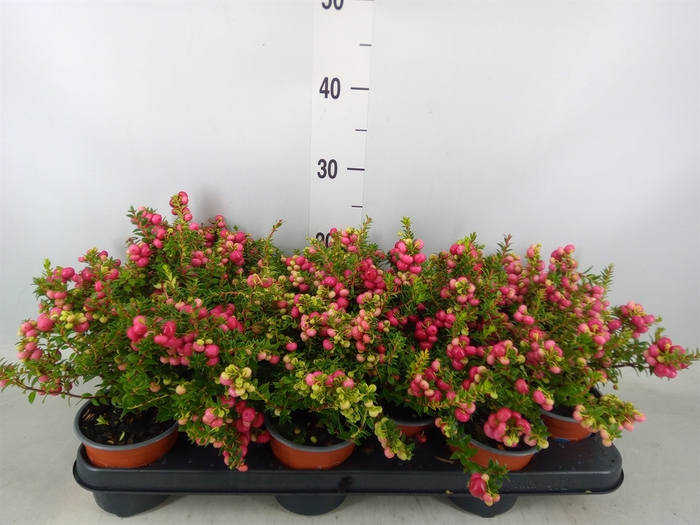 <h4>Gaultheria   ...red berry</h4>